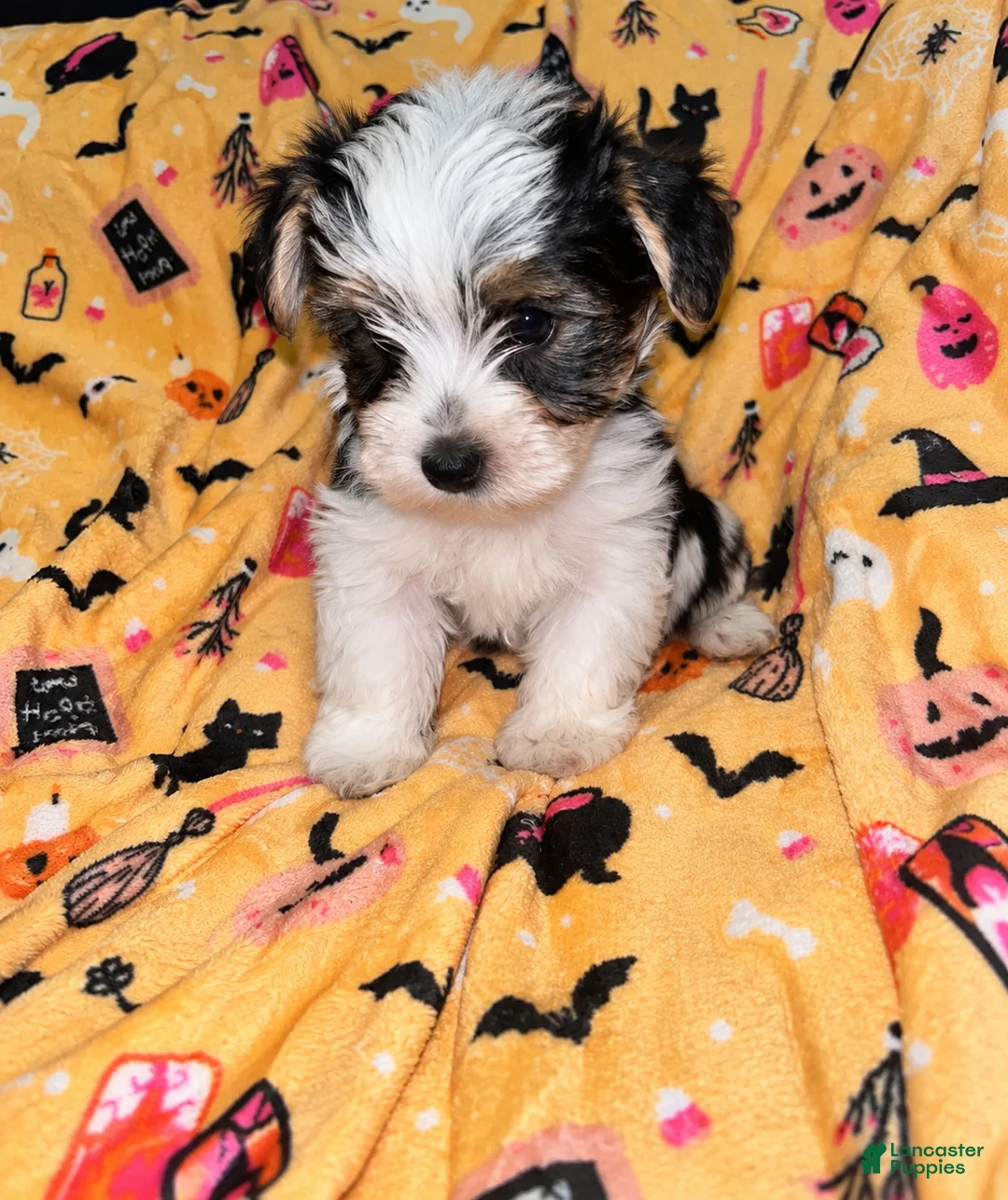 Yorkshire Terrier dogs for sale: Toby  - Ad 2
