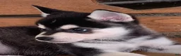 Alaskan Klee Kai dogs for sale: Storm - Toy Size Mini Husky Boy - Ad 5