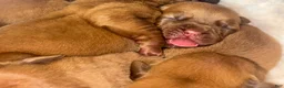 Dogue De Bordeaux dogs for sale: Dogue De Bordeaux Puppy 5 - Ad 68
