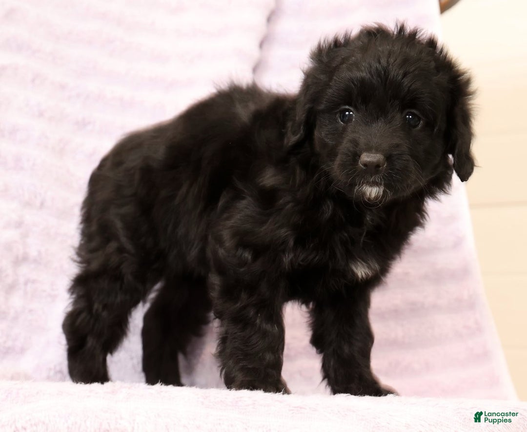 Mini Aussiedoodle dogs for sale: Suzie - Ad 6
