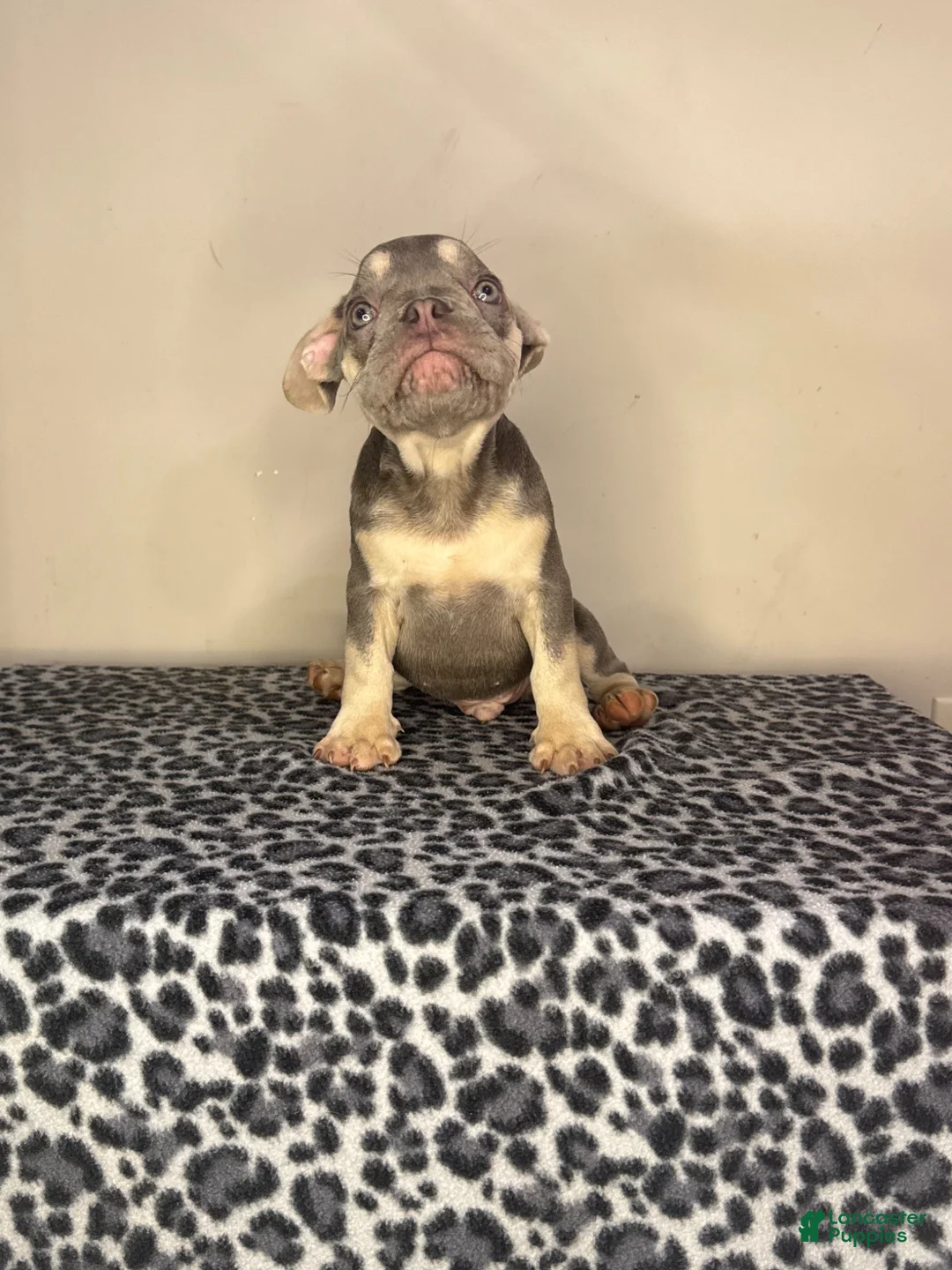 French Bulldog dogs for sale: French Bulldog 2 - Ad 2