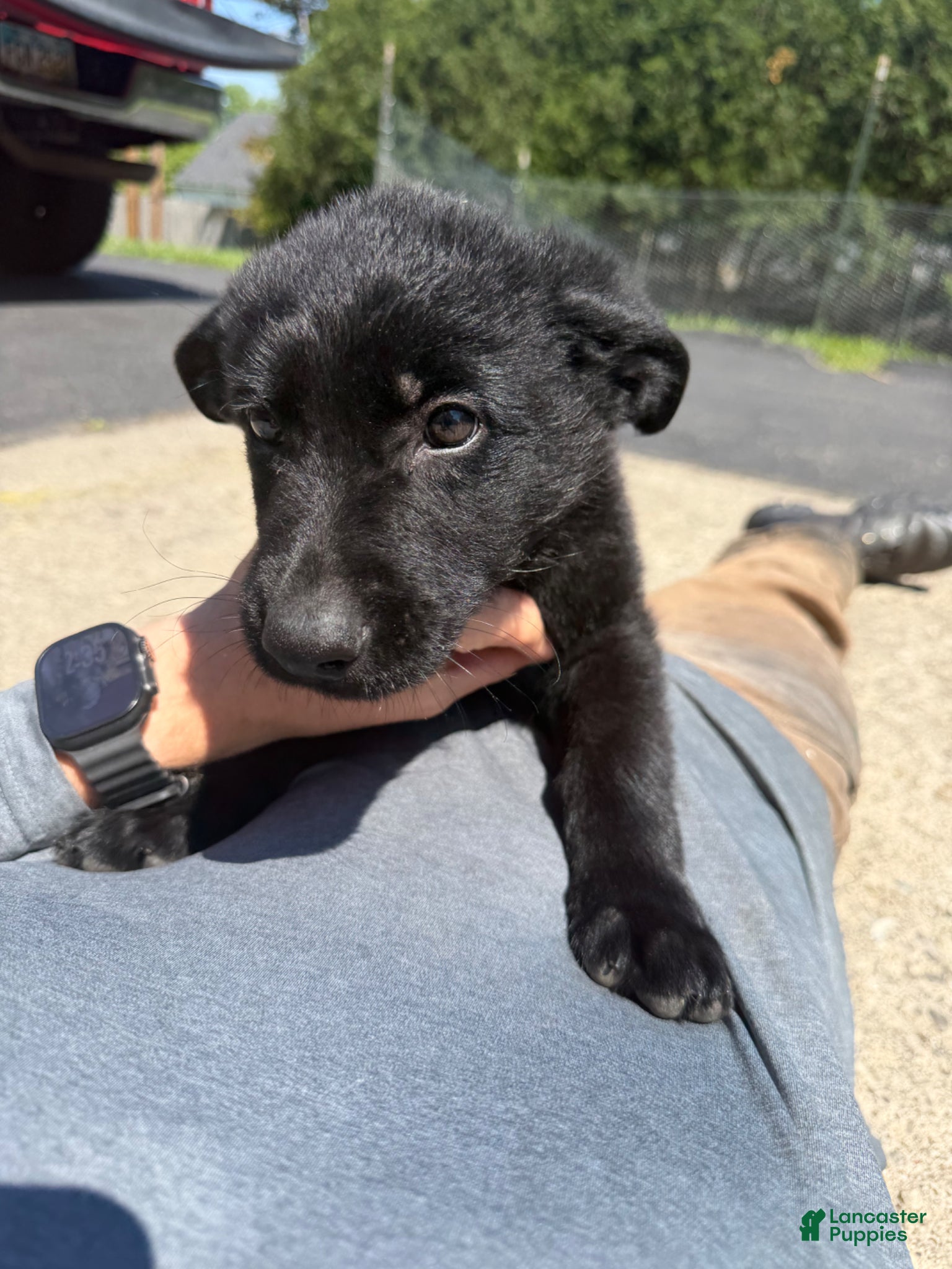 German Shepherd dogs German Shepherd Puppy 1 - Ad 2