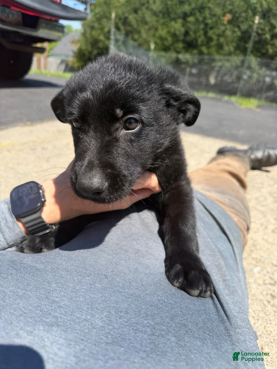 German Shepherd dogs for sale: German Shepherd Puppy 1 - Ad 2