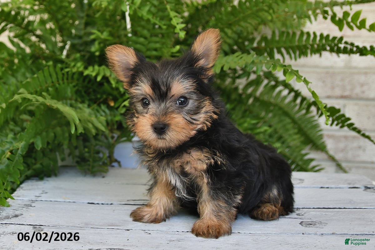Yorkshire Terrier dogs for sale: Biscuit - Ad 3