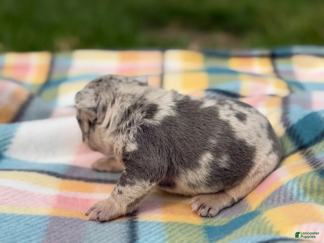 Mixed Breed dogs for sale: Zues Merle and tan 88/12 ICA- DNA parents imported bloodline possible fluffy carrier  - Ad 31