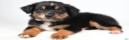 Miniature Australian Shepherd dogs for sale: Macy  - Ad 3