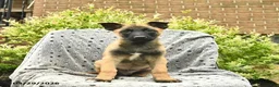 Belgian Malinois dogs for sale: Tripp  - Ad 2