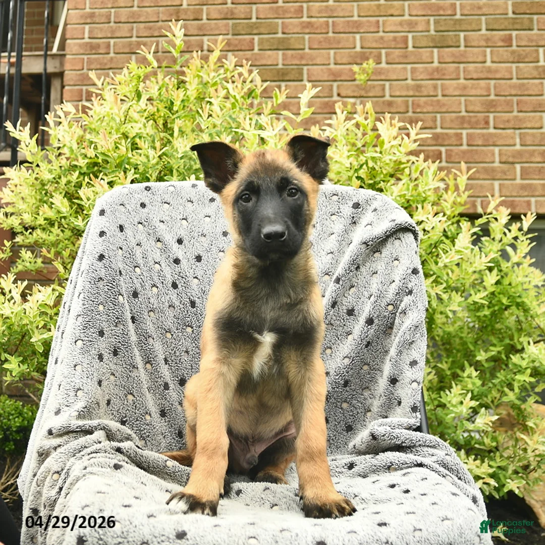 Belgian Malinois dogs for sale: Tripp  - Ad 2