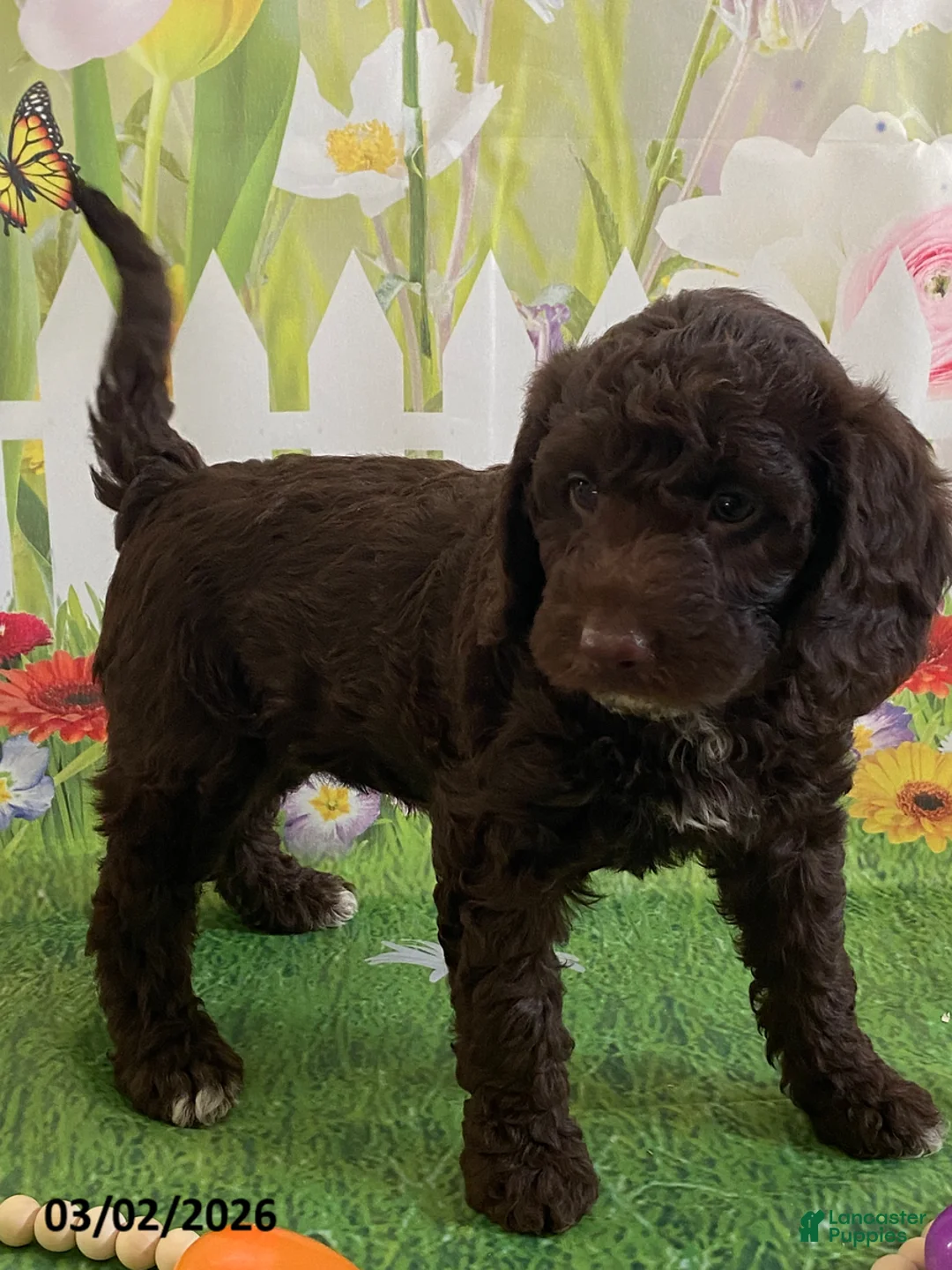 Miniature Labradoodle dogs for sale: Skye - Ad 2