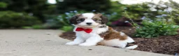 Cavachon dogs for sale: Benji - Ad 7
