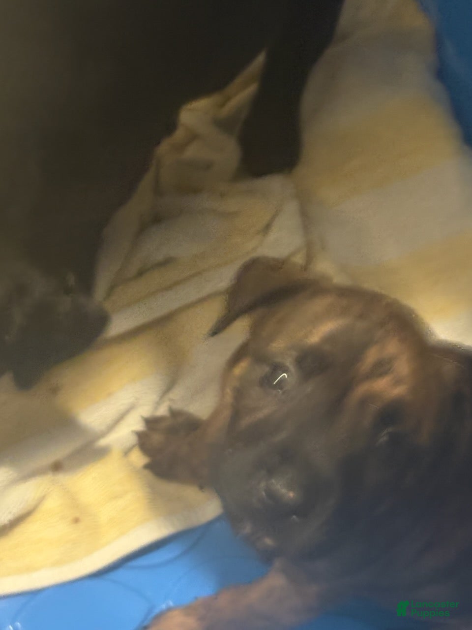 American Pit Bull Terrier dogs Tigger - Ad 1