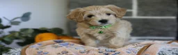 Maltipoo dogs for sale: Beanie - Ad 3