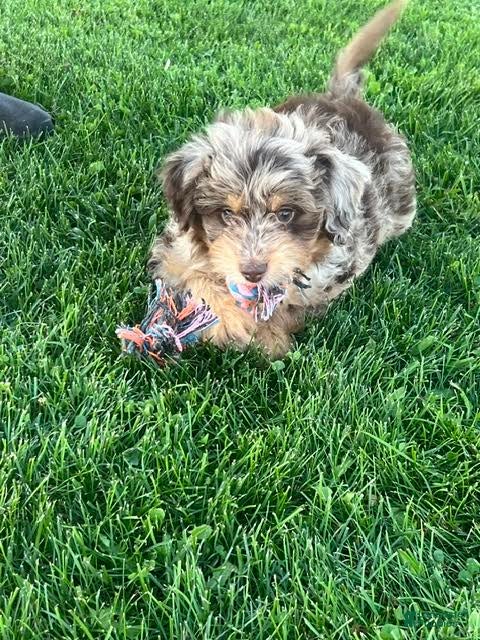 Mini Aussiedoodle dogs Bramble Mini Aussiedoodle  - Ad 2