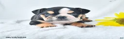 Olde English Bulldogge dogs for sale: Dora - Ad 1