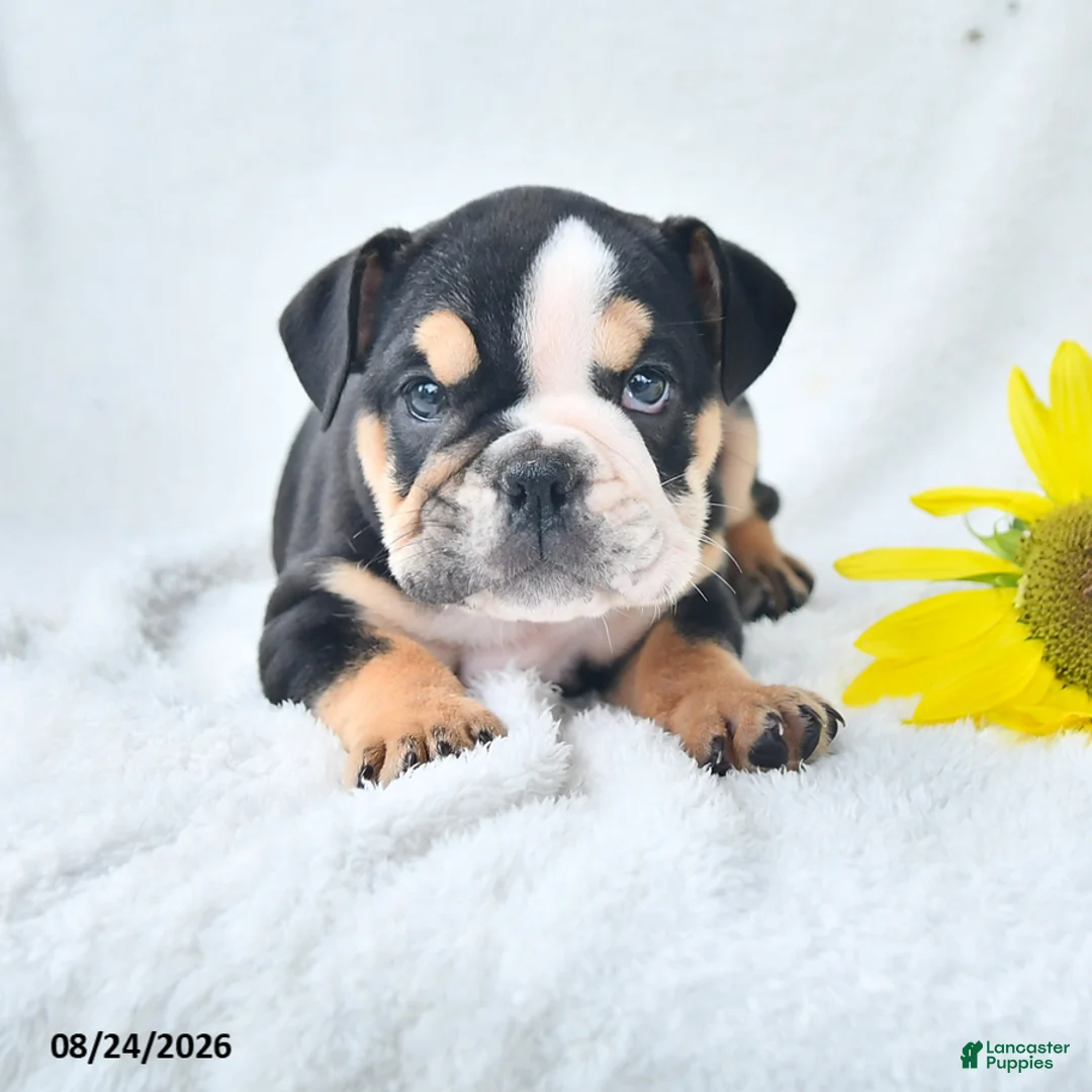 Olde English Bulldogge dogs for sale: Dora - Ad 1