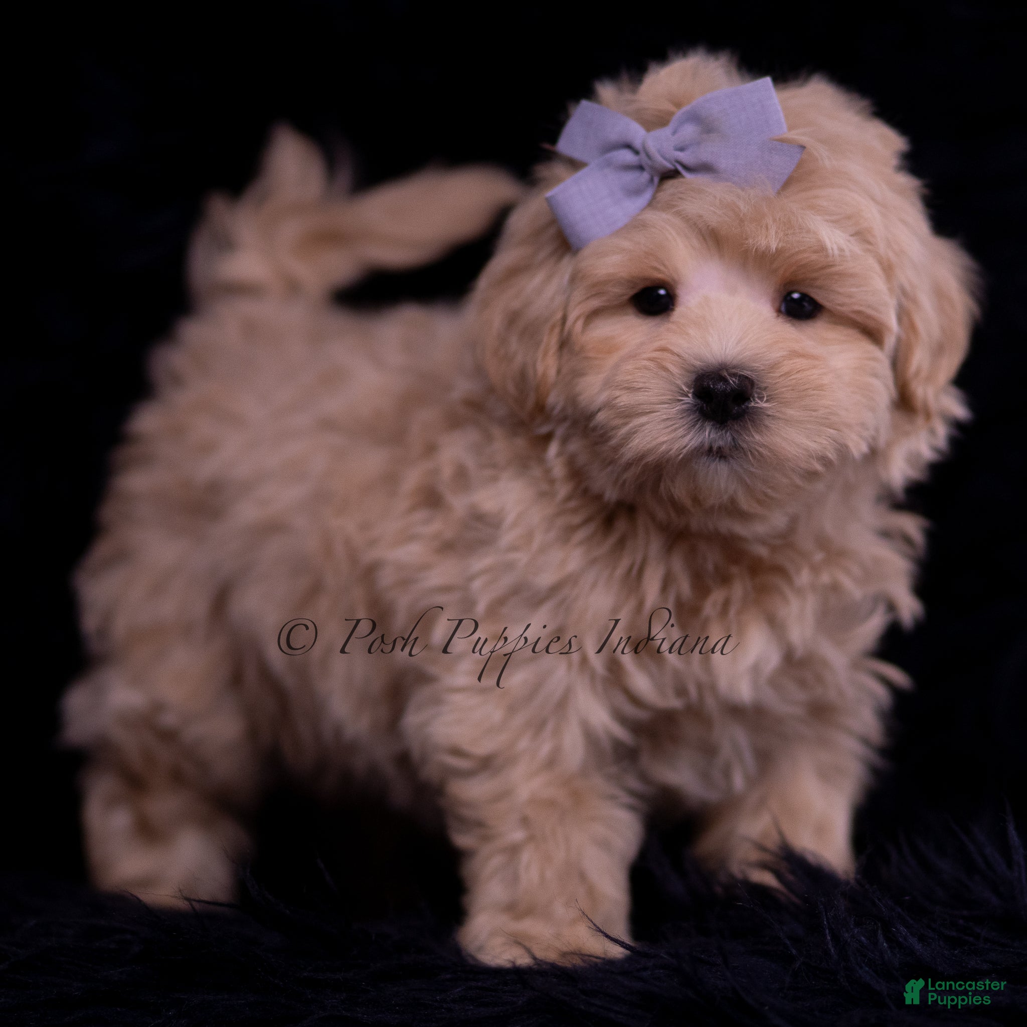 Maltipoo dogs Muffin - Ad 3
