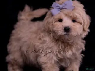 Maltipoo dogs Muffin - Ad 3