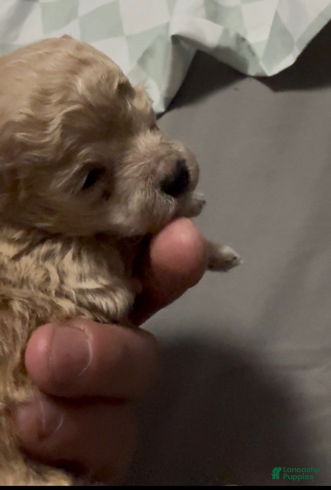 Toy Poodle dogs for sale: Teacup Toby Boy  - Ad 1