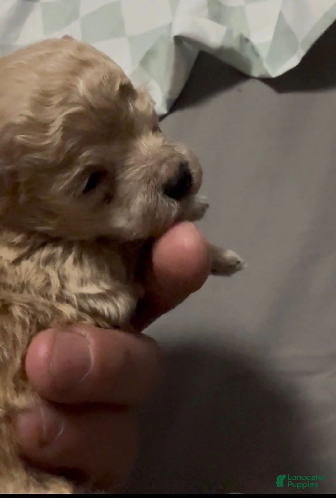Toy Poodle dogs for sale: Teacup Toby Boy  - Ad 1