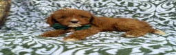 Cavapoo dogs for sale: Lasso - Ad 7