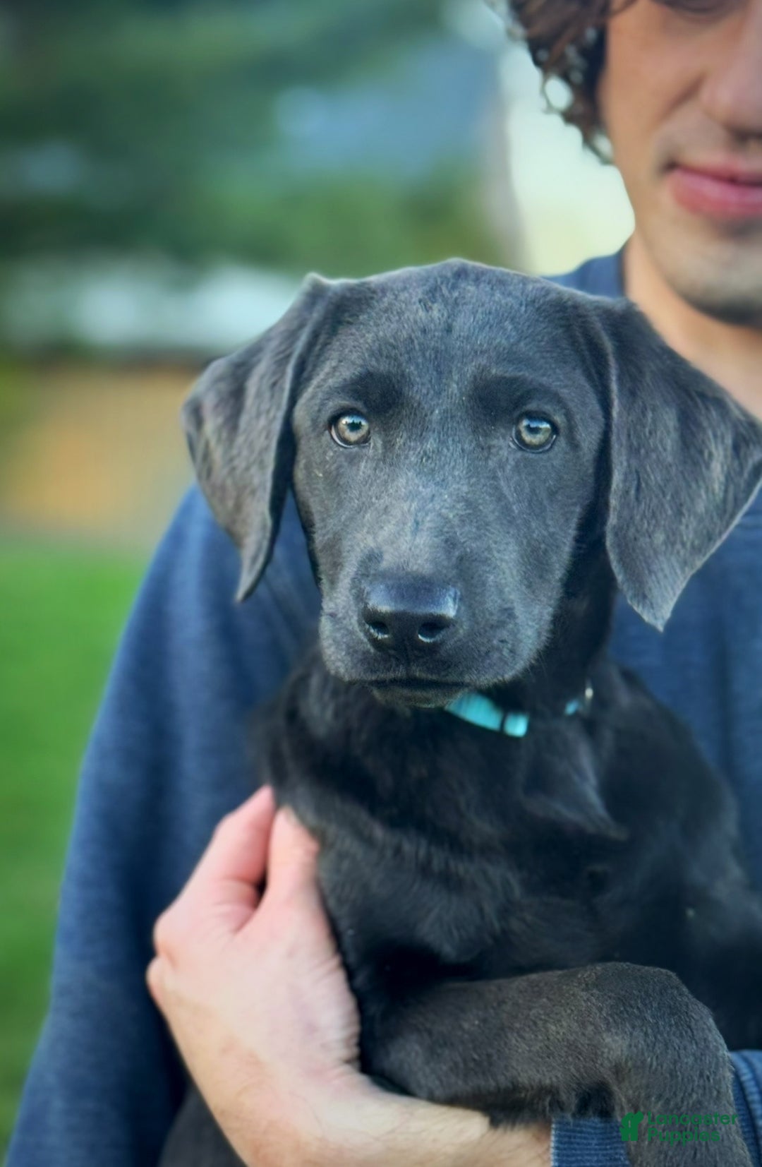 Labrador Retriever dogs for sale: Labrador Retriever Puppy 1 - Ad 8