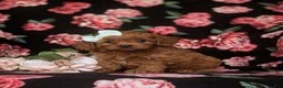Cavapoo dogs for sale: Tilly - Ad 1