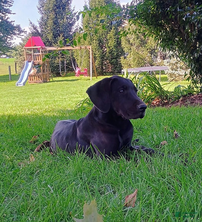 Great Dane dogs Toby - Ad 5
