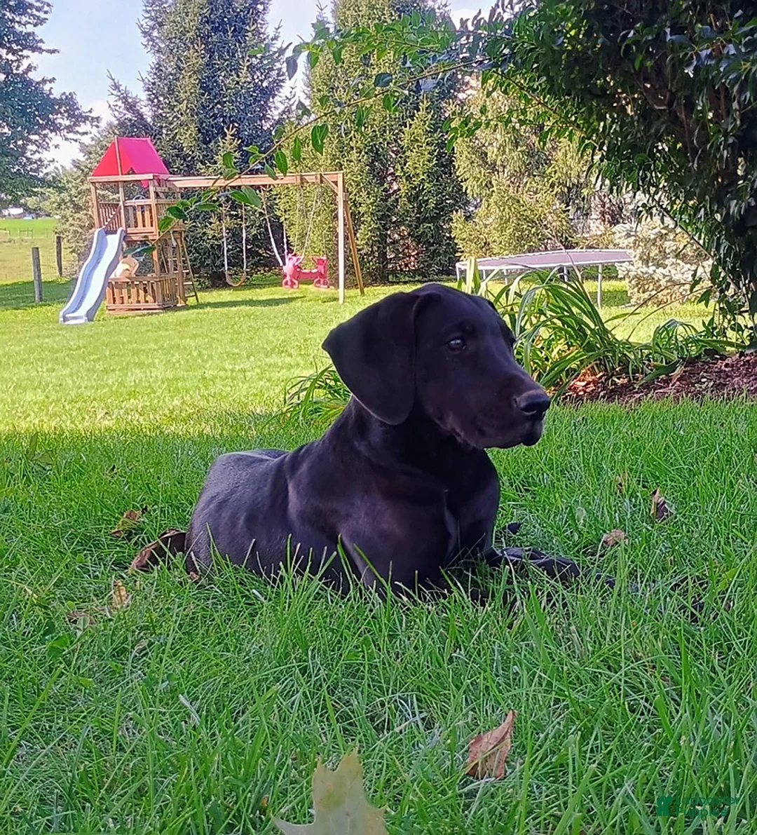 Great Dane dogs for sale: Toby - Ad 1