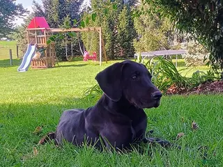 Great Dane dogs Toby - Ad 5