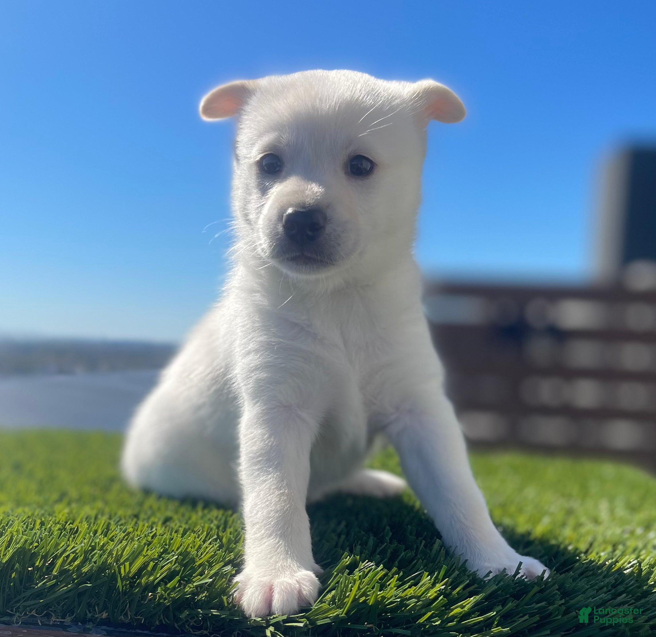 Alaskan Klee Kai dogs Dora the explorer - Ad 23