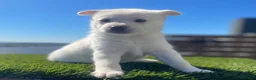 Alaskan Klee Kai dogs for sale: Dora the explorer - Ad 1
