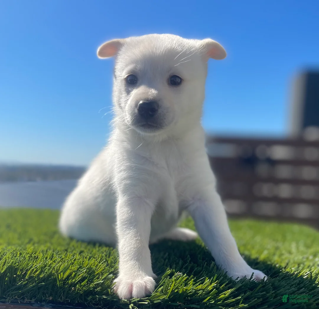 Alaskan Klee Kai dogs for sale: Dora the explorer - Ad 1