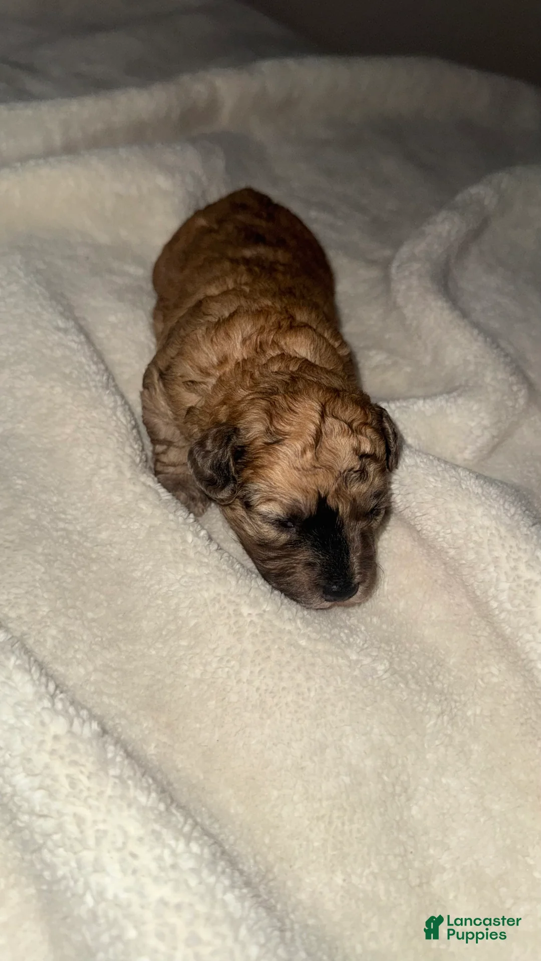 Toy Poodle dogs for sale: Sophie - Ad 2