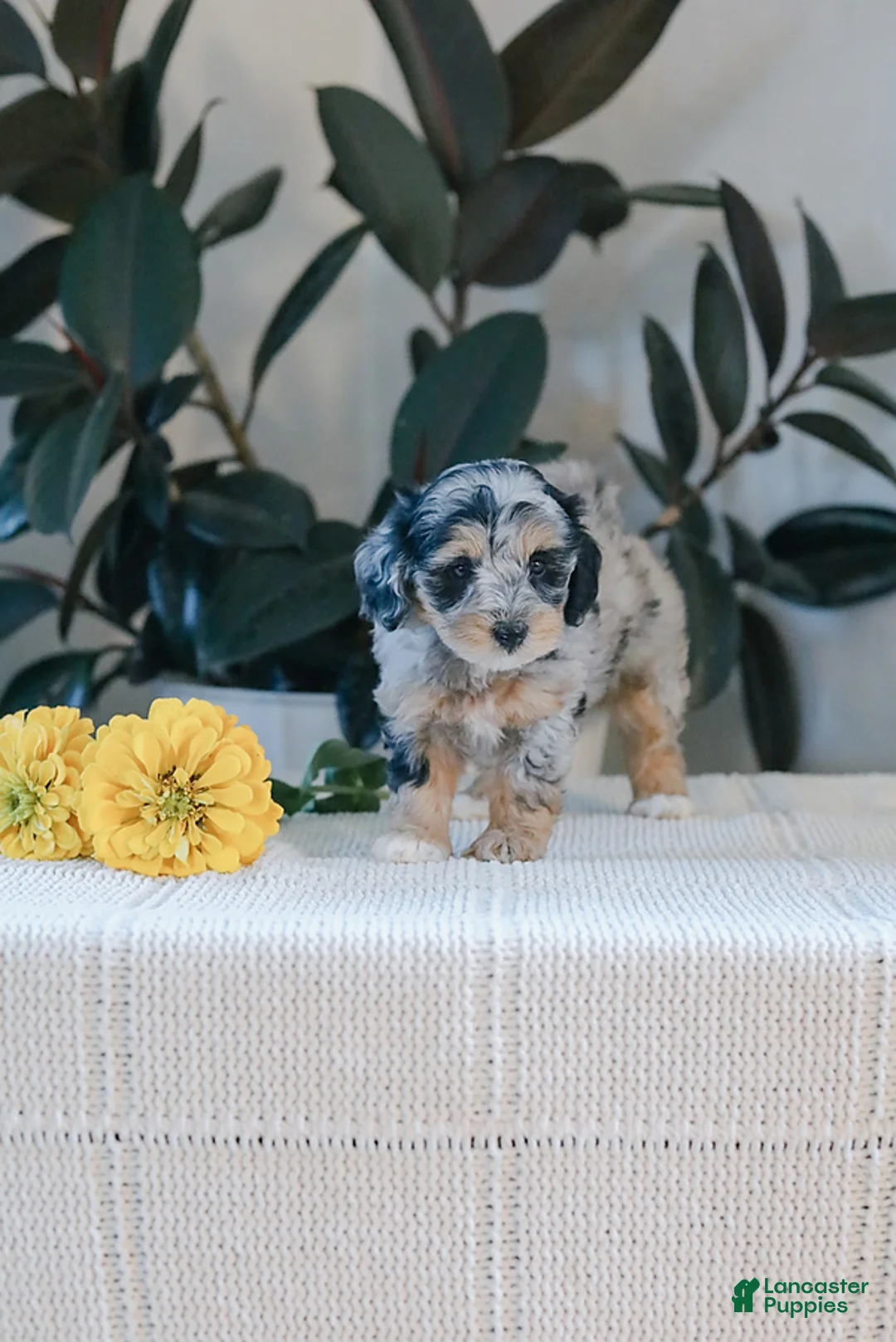 Maltipoo dogs for sale: Maranda - Ad 2