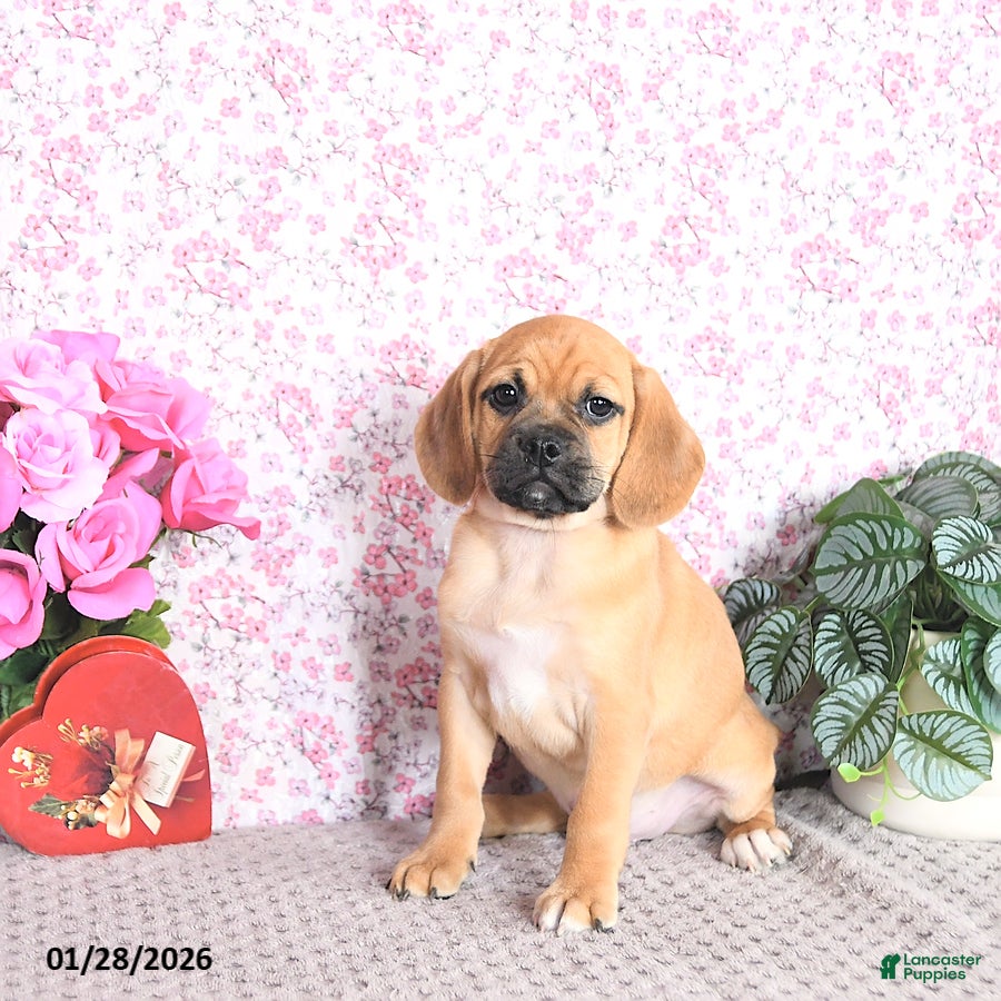 Puggle dogs Kasper - Ad 1
