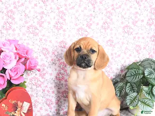 Puggle dogs Kasper - Ad 1