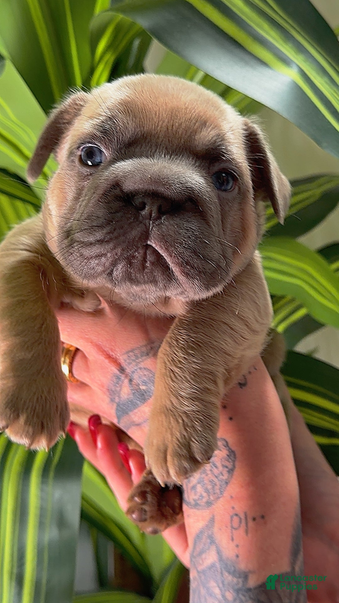 French Bulldog dogs for sale: MAVI - Ad 1