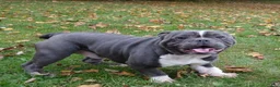 Mixed Breed dogs for sale: Big Bubba Blue - Ad 10