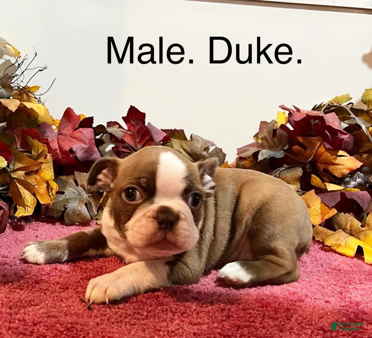 Boston Terrier dogs Duke - Ad 42