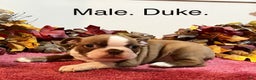 Boston Terrier dogs for sale: Duke - Ad 1