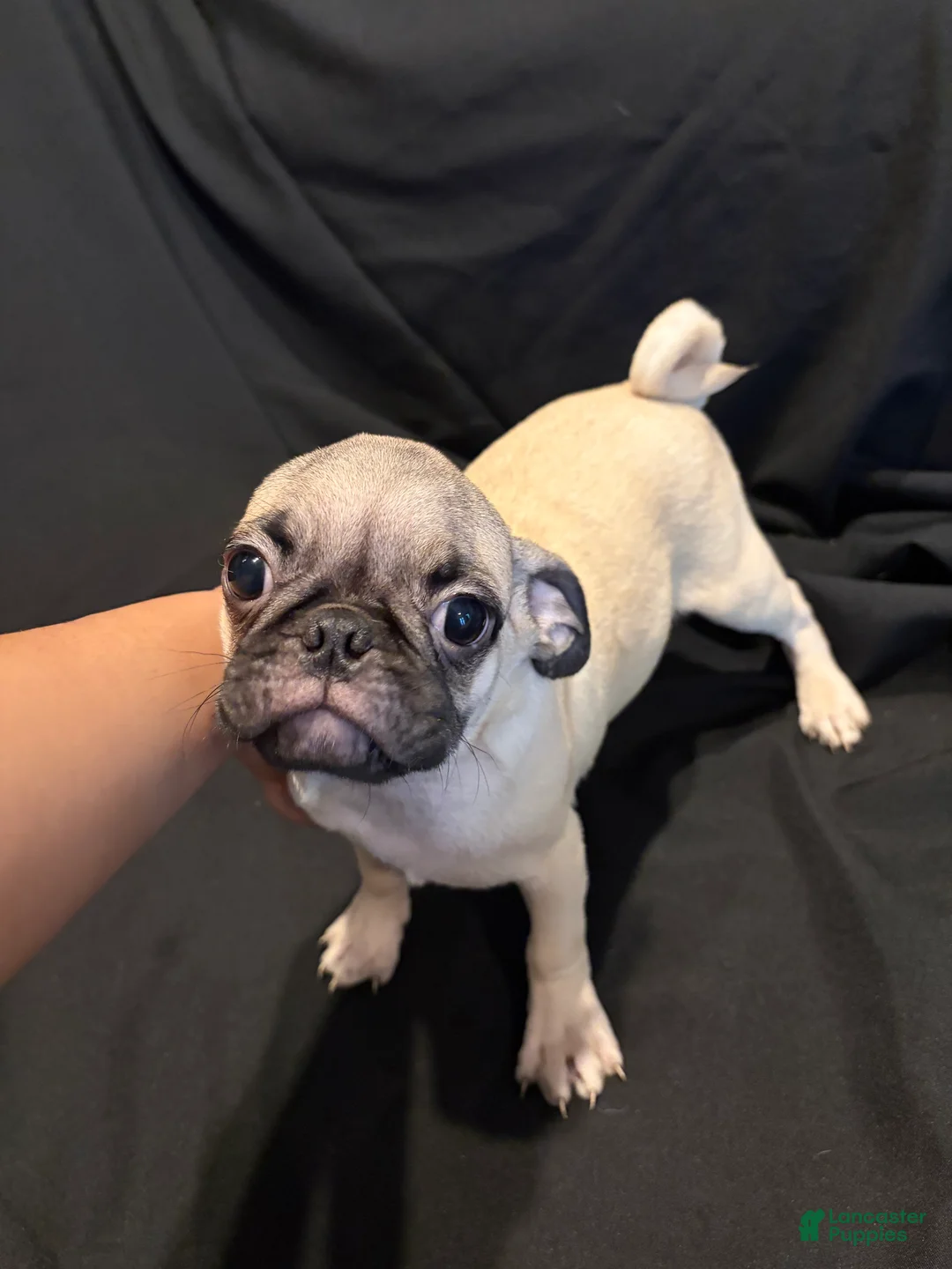 Pug dogs for sale: Jacinto - Ad 2
