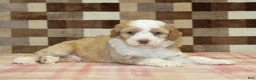 Mini Bernedoodle dogs for sale: Harley - Ad 2