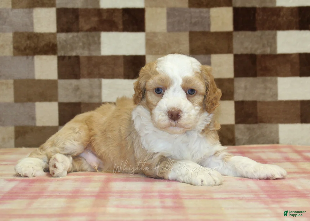 Mini Bernedoodle dogs for sale: Harley - Ad 2