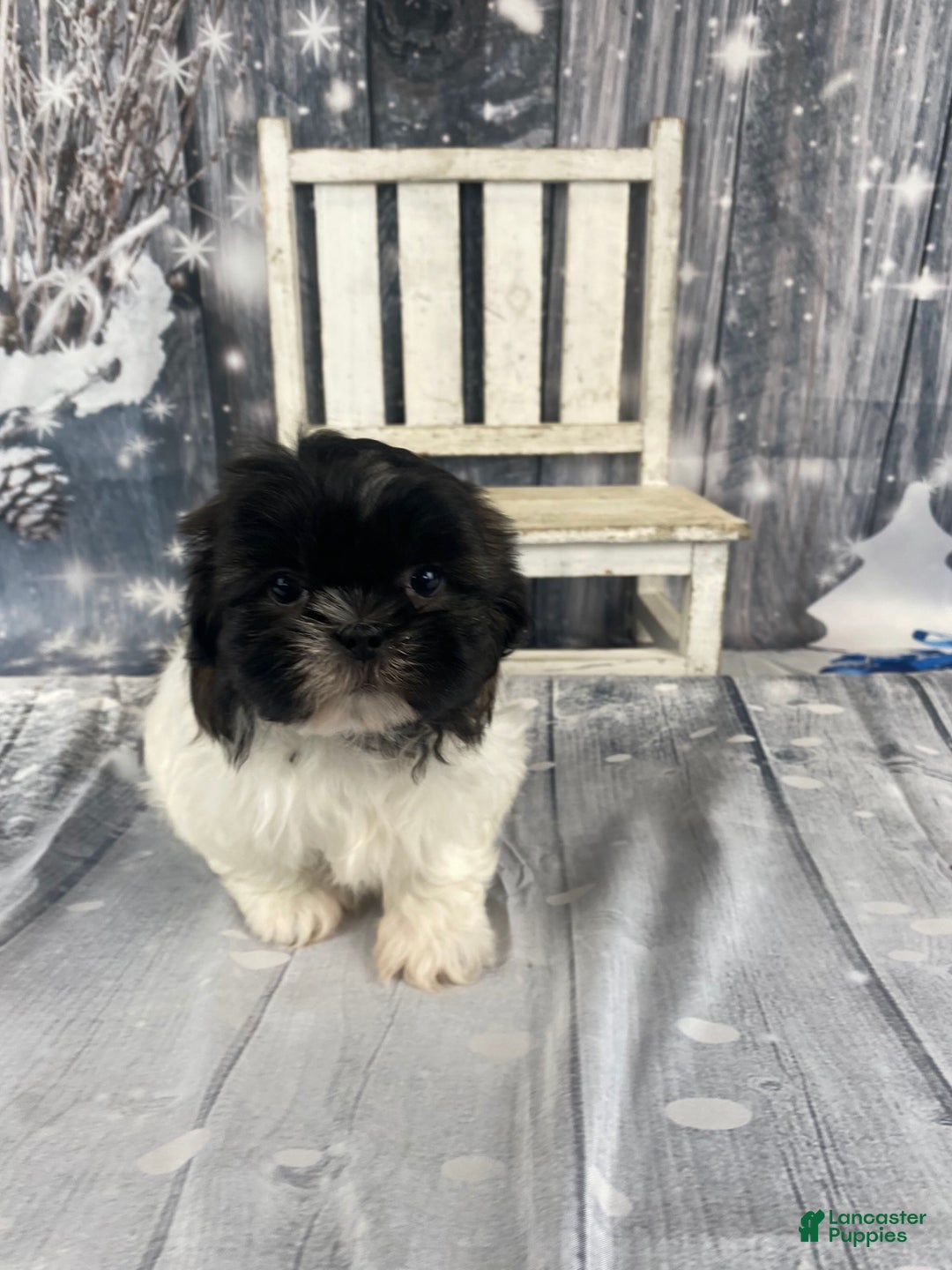 Shih Tzu dogs for sale: Teddy - Ad 4