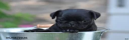 Pug dogs for sale: Trooper - Ad 8