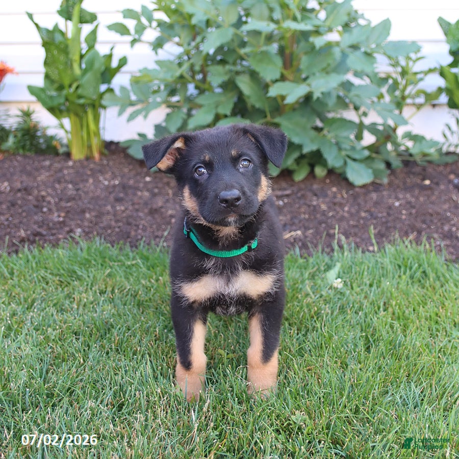 German Shepherd dogs for sale: Simba - Ad 4