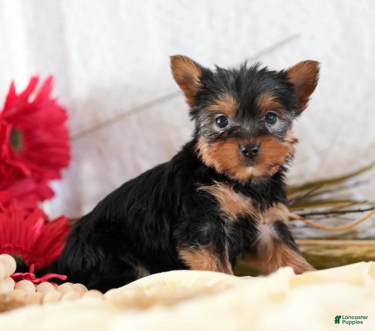Morkie dogs Paige - Ad 39