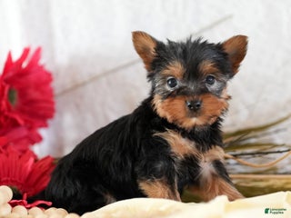 Morkie dogs Paige - Ad 17