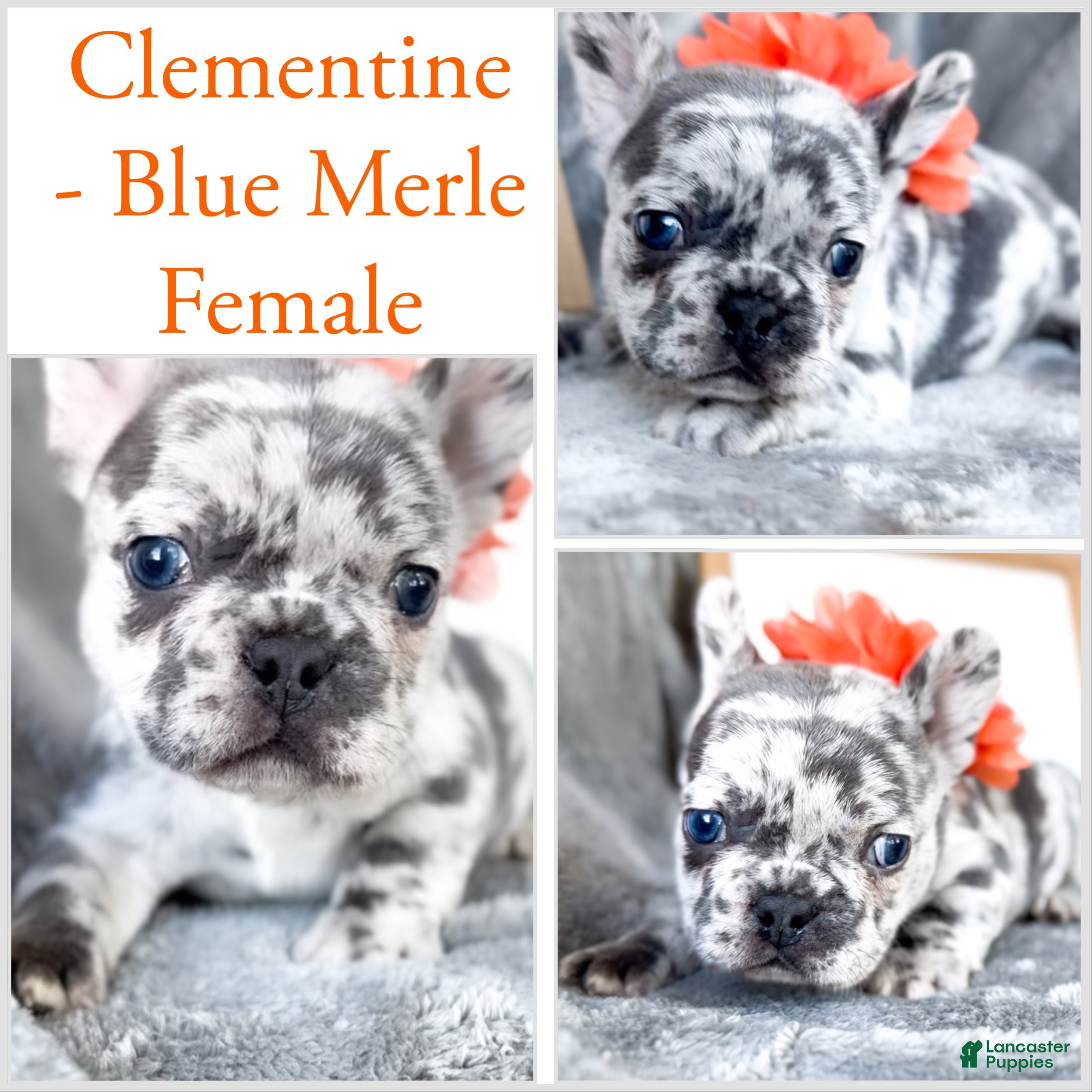 French Bulldog dogs for sale: Clementine Blue Merle AKC Frenchie Female - Ad 1