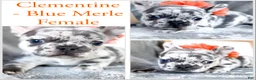 French Bulldog dogs for sale: Clementine Blue Merle AKC Frenchie Female - Ad 1